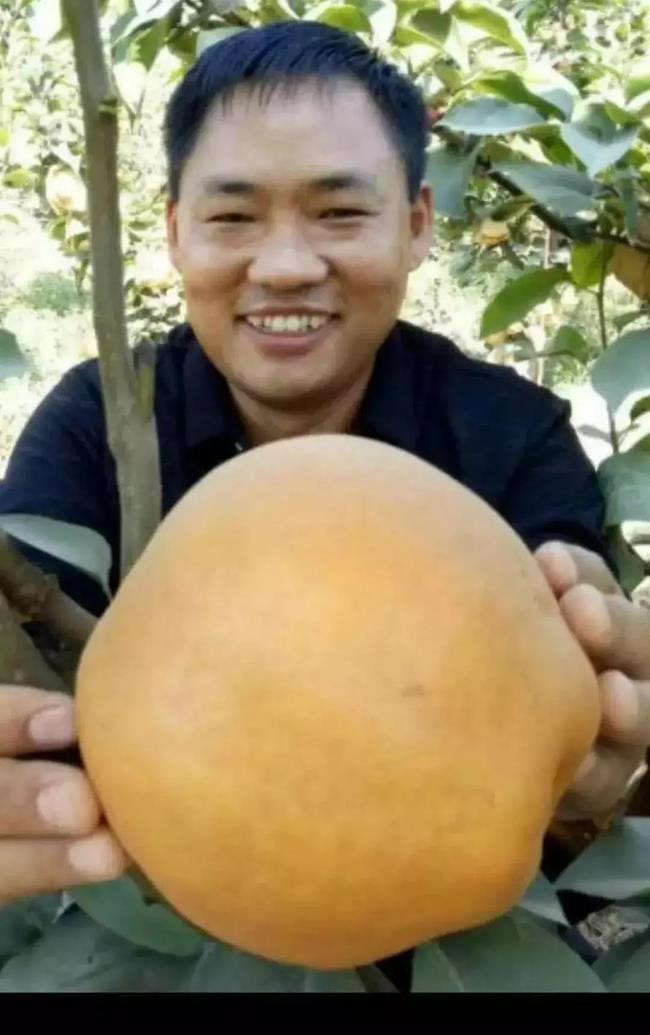 Loai qua co 4 vi, gia gan 400 nghin/qua van un un nguoi mua-Hinh-5