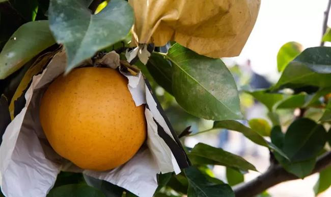 Loai qua co 4 vi, gia gan 400 nghin/qua van un un nguoi mua-Hinh-6