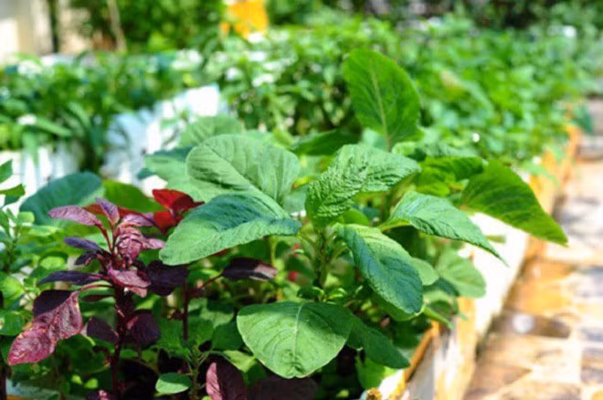 5 loai rau hay bi xem thuong lai giup tre lau, ngua ung thu-Hinh-2