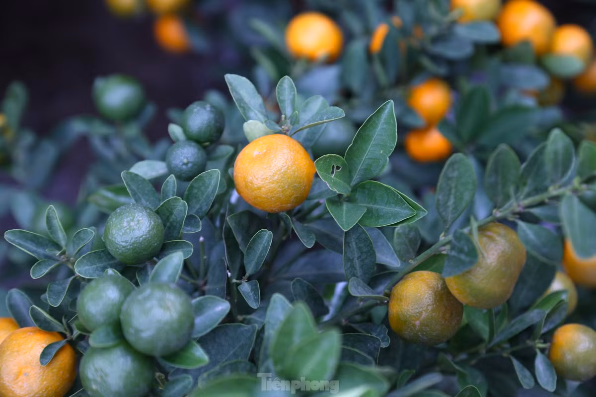 Năm nay, thời tiết khá thuận lợi nên cây quất sinh trưởng tốt và cho quả đẹp. Các chậu quất bonsai có thế đẹp, quả mọng tròn đều, lá xanh, được người dân chọn mua từ sớm.