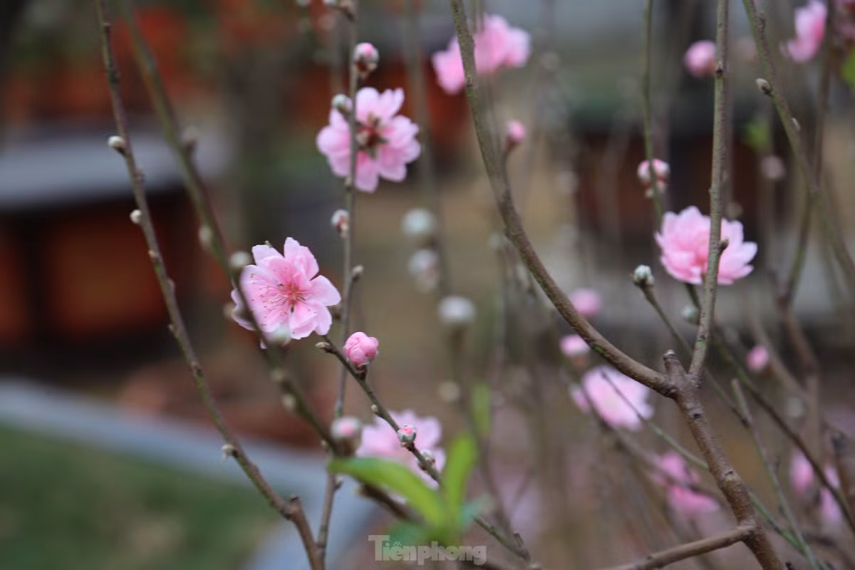 Những cành đào nở sớm mang cảm giác không khí Tết đã đến thật gần.