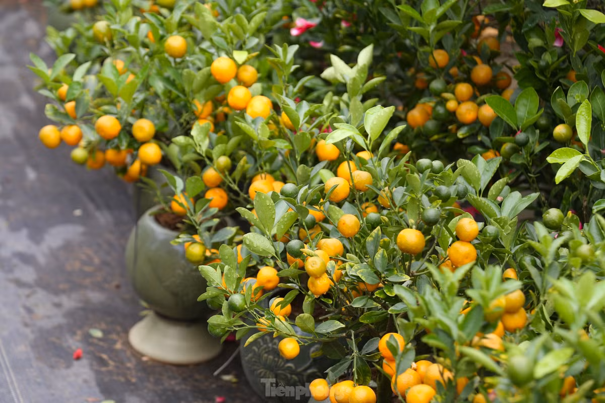 Giá cho mỗi chậu quất bonsai dao động từ 150.000 – 300.000 đồng.