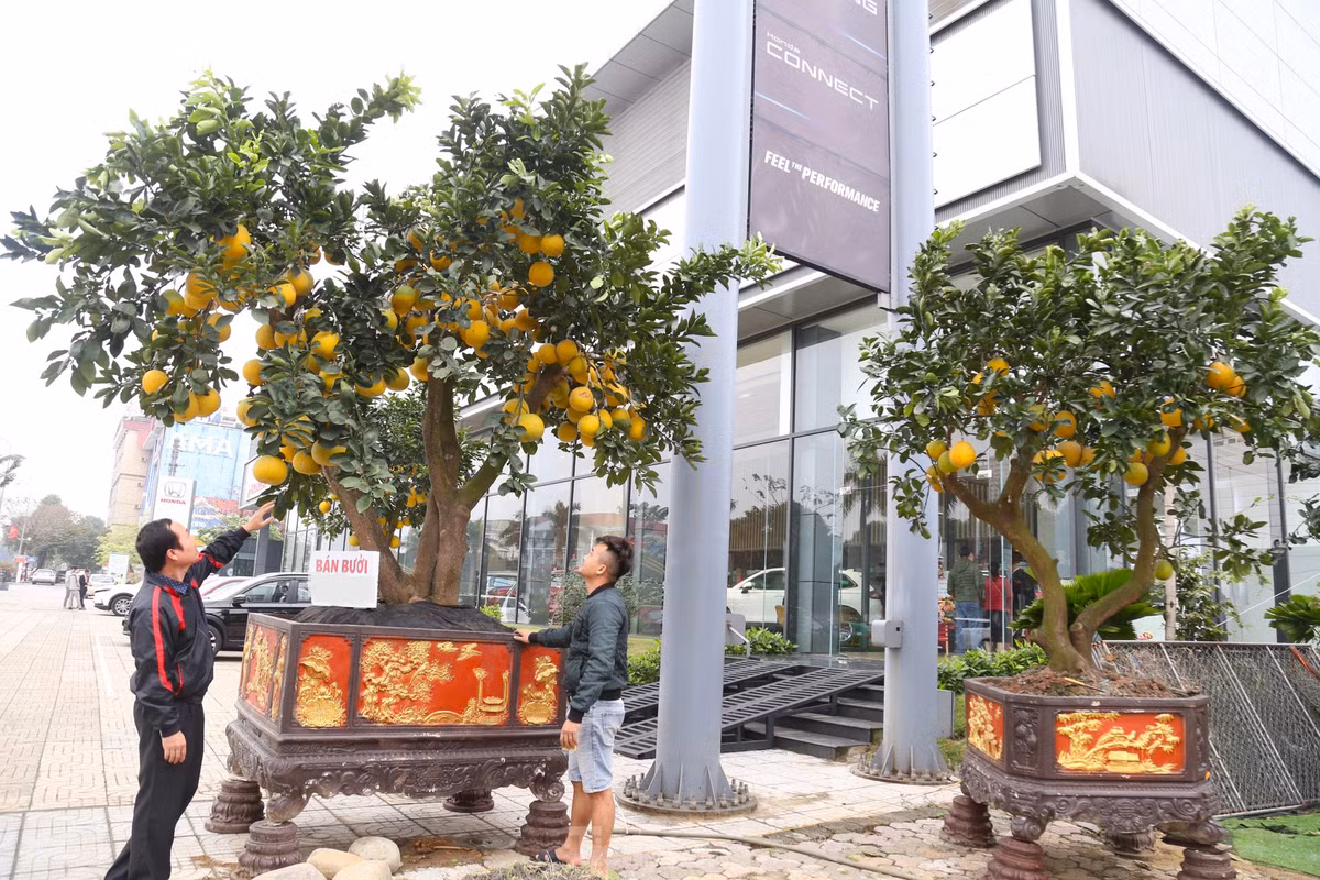 Những cây bưởi cao hơn 2m, trĩu quả, đều đẹp cũng đã được bày bán khá nhiều. Loại cây cảnh này khá kén khách và chỉ dành cho cơ quan, doanh nghiệp, hoặc nhà có không gian rộng.