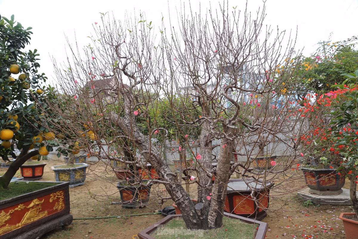 Dịp này, nhiều gốc đào cũng đã xuống phố phục vụ nhu cầu chơi Tết sớm của người dân.