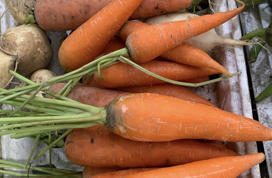 An ca rot thuong xuyen, chuyen gi xay ra voi suc khoe?