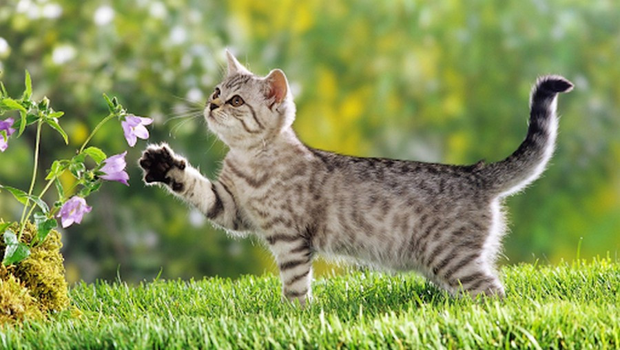  Nữ tuổi Mão. Những cô gái tuổi Mão tính tình hiền lành, chưa bao giờ có nhiều hoài bão về sự nghiệp, khi lấy chồng, lập gia đình, họ có thể từ bỏ sự nghiệp vì chồng và sẵn sàng làm nội trợ ở nhà, bất kể xuất thân giàu hay nghèo, cuối cùng họ sẽ trở thành những người vợ trẻ, sống chung một cuộc đời, điều này không có nghĩa là họ được gả vào gia đình giàu có mà là ai lấy làm vợ cũng sẽ giàu có, vì họ sinh ra với người chồng thịnh vượng và tràn đầy năng lượng hạnh phúc.