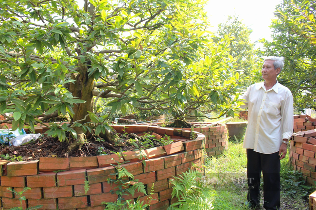 Can canh nhung cay mai vang co thu gia bac ty o Vinh Long-Hinh-9