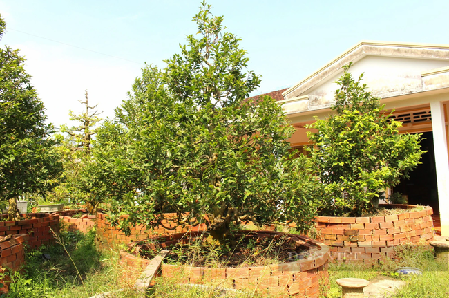 Can canh nhung cay mai vang co thu gia bac ty o Vinh Long-Hinh-3