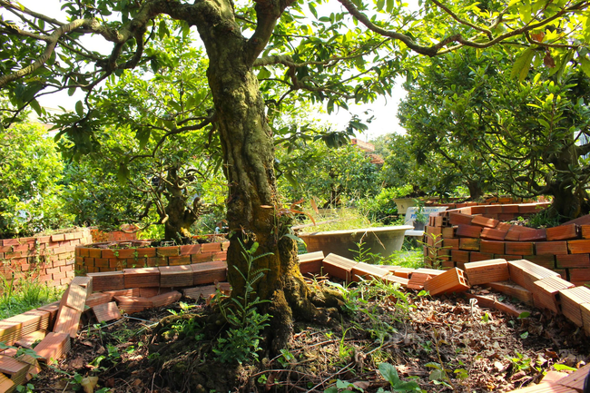 Can canh nhung cay mai vang co thu gia bac ty o Vinh Long-Hinh-8