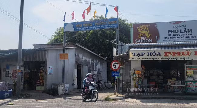 Can canh nhung cay mai vang co thu gia bac ty o Vinh Long