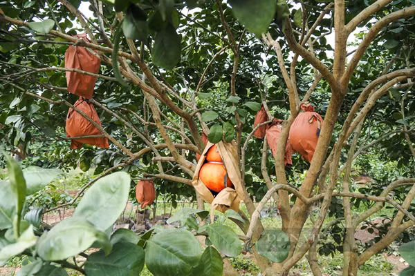 Bên cạnh bưởi đỏ hình giọt nước, thỏi vàng, nhà vườn còn tạo hình bưởi đỏ hồ lô để phục vụ nhu cầu của khách hàng.