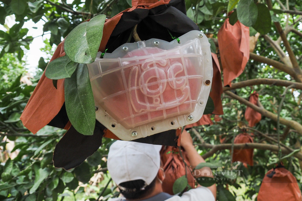 Được biết, bưởi đỏ Đông Cao gồm hai loại; bánh men và trái nũm, được ép khuôn tạo hình hai chữ tài lộc từ lúc quả còn non. Bưởi đỏ bánh men với hình thù dẹt, tròn được ép khuôn tạo hình thỏi vàng.