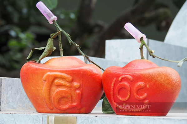 Thôn Đông Cao hiện có 100 hộ dân trồng bưởi đỏ, cho từ 80 - 100 quả/cây.