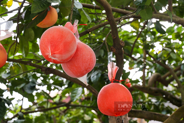 Theo ghi nhận của PV Dân Việt tại nhà vườn ở thôn Đông Cao (xã Tráng Việt, huyện Mê Linh, Hà Nội) đã tung ra thị trường những trái bưởi tạo hình tài lộc bắt mắt, thu hút sự quan tâm của đông đảo khách hàng.