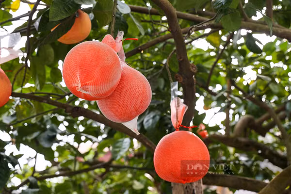 Theo ghi nhận của PV Dân Việt tại nhà vườn ở thôn Đông Cao (xã Tráng Việt, huyện Mê Linh, Hà Nội) đã tung ra thị trường những trái bưởi tạo hình tài lộc bắt mắt, thu hút sự quan tâm của đông đảo khách hàng.