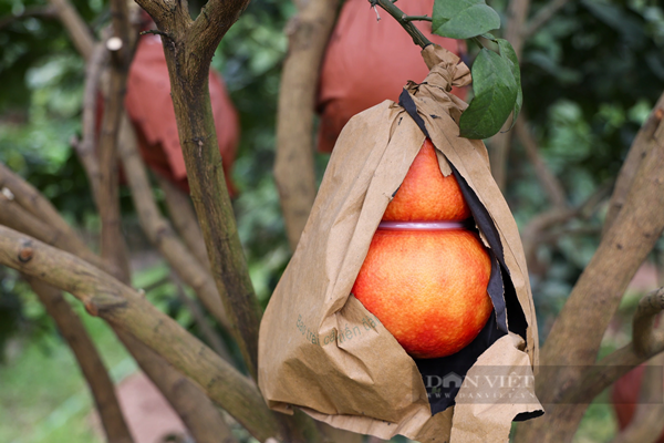 Bắt đầu từ tháng 8 Âm lịch cây sẽ ra quả bưởi hồng. Đến tháng 10 Âm lịch, bưởi sẽ chuyển sang màu đỏ. Trung bình, mỗi cây ra 80-100 quả.