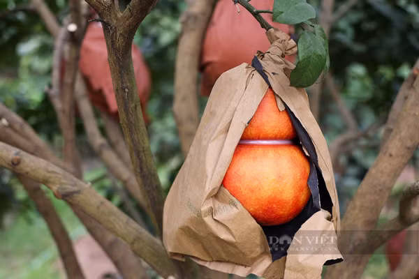 Bắt đầu từ tháng 8 Âm lịch cây sẽ ra quả bưởi hồng. Đến tháng 10 Âm lịch, bưởi sẽ chuyển sang màu đỏ. Trung bình, mỗi cây ra 80-100 quả.