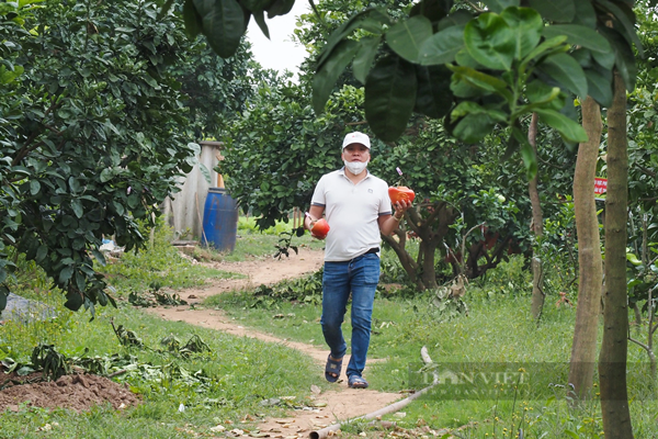 Bưởi đỏ Đông Cao khi còn non có màu xanh, quả khi già sẽ chuyển dần sang màu vàng và khi bưởi chín sẽ chuyển sang màu đỏ như trái gấc. Điều đặc biệt, bưởi đỏ từ vỏ đến ruột, thu hoạch vào cuối năm, trùng dịp Tết Nguyên đán nên được người tiêu dùng ưa chuộng, luôn có giá cao mà vẫn không đủ hàng để bán.