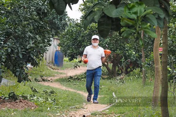 Bưởi đỏ Đông Cao khi còn non có màu xanh, quả khi già sẽ chuyển dần sang màu vàng và khi bưởi chín sẽ chuyển sang màu đỏ như trái gấc. Điều đặc biệt, bưởi đỏ từ vỏ đến ruột, thu hoạch vào cuối năm, trùng dịp Tết Nguyên đán nên được người tiêu dùng ưa chuộng, luôn có giá cao mà vẫn không đủ hàng để bán.