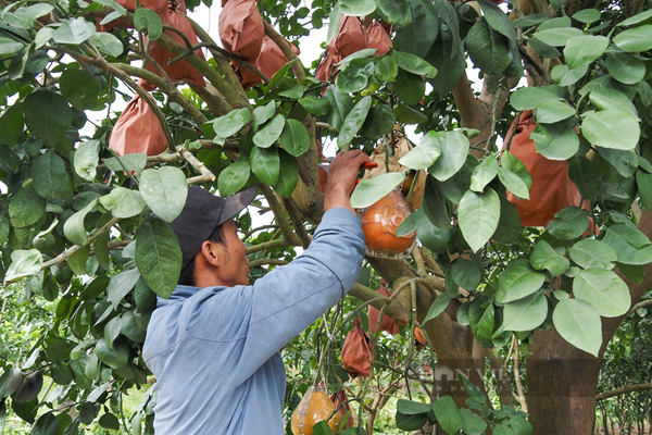 Để trồng được một cây bưởi đỏ đến khi thu hoạch phải trải qua khá nhiều công đoạn, thông thường mất khoảng 3 năm bưởi mới cho ra quả.