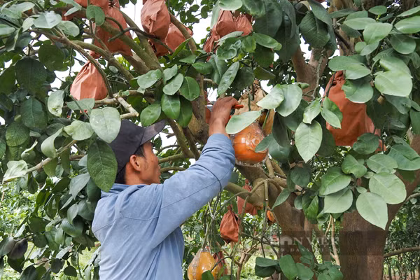 Để trồng được một cây bưởi đỏ đến khi thu hoạch phải trải qua khá nhiều công đoạn, thông thường mất khoảng 3 năm bưởi mới cho ra quả.