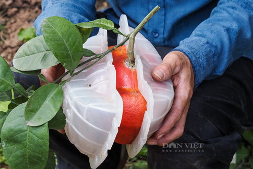 Các khuôn đúc để tạo hình đĩnh vàng được đặt hàng từ TP Hồ Chí Minh với giá 60.000 đồng/chiếc.