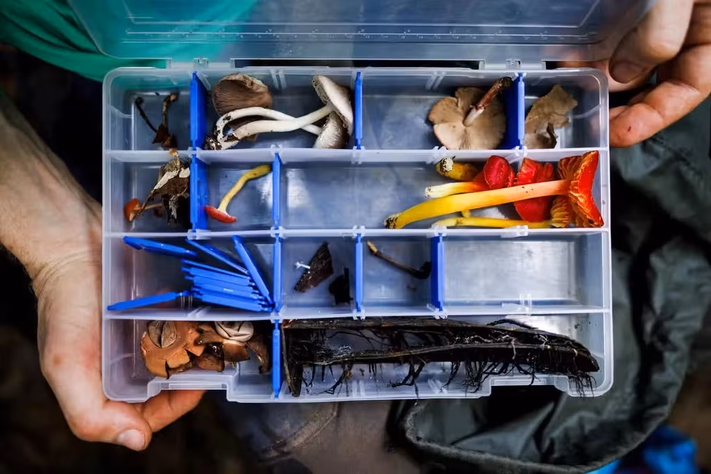 San tim loai nam hiem nhat trong rung Amazon-Hinh-13