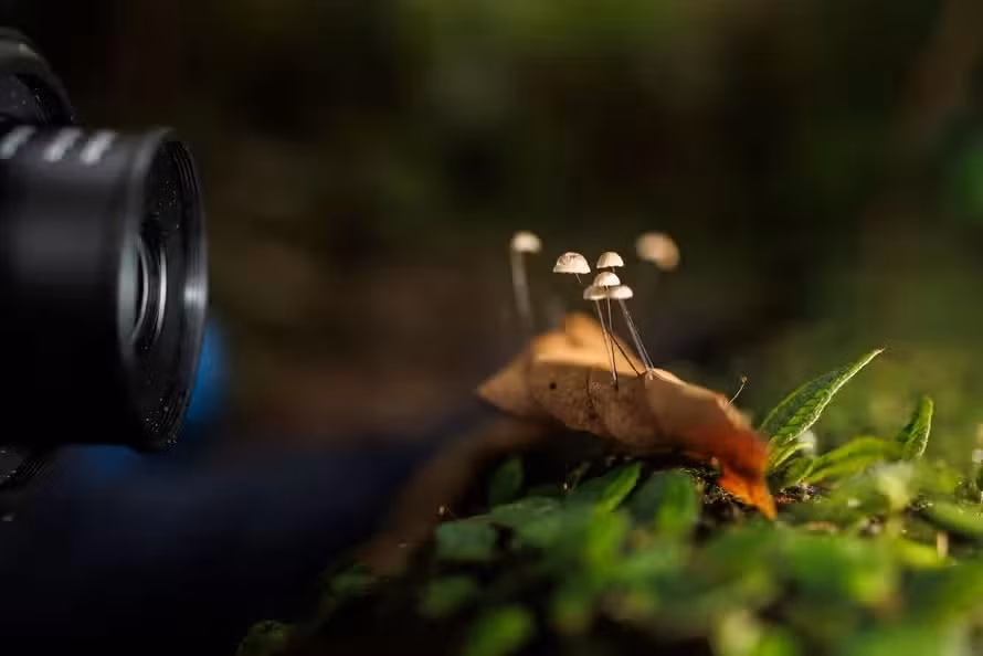 San tim loai nam hiem nhat trong rung Amazon-Hinh-8