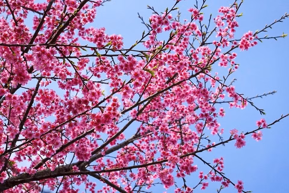 Vẻ đẹp của hoa anh đào tại Mộc Châu (Sơn La). Hoa anh đào (sakura) vốn là loài hoa truyền thống của đất nước Nhật Bản, nở vào mùa xuân.