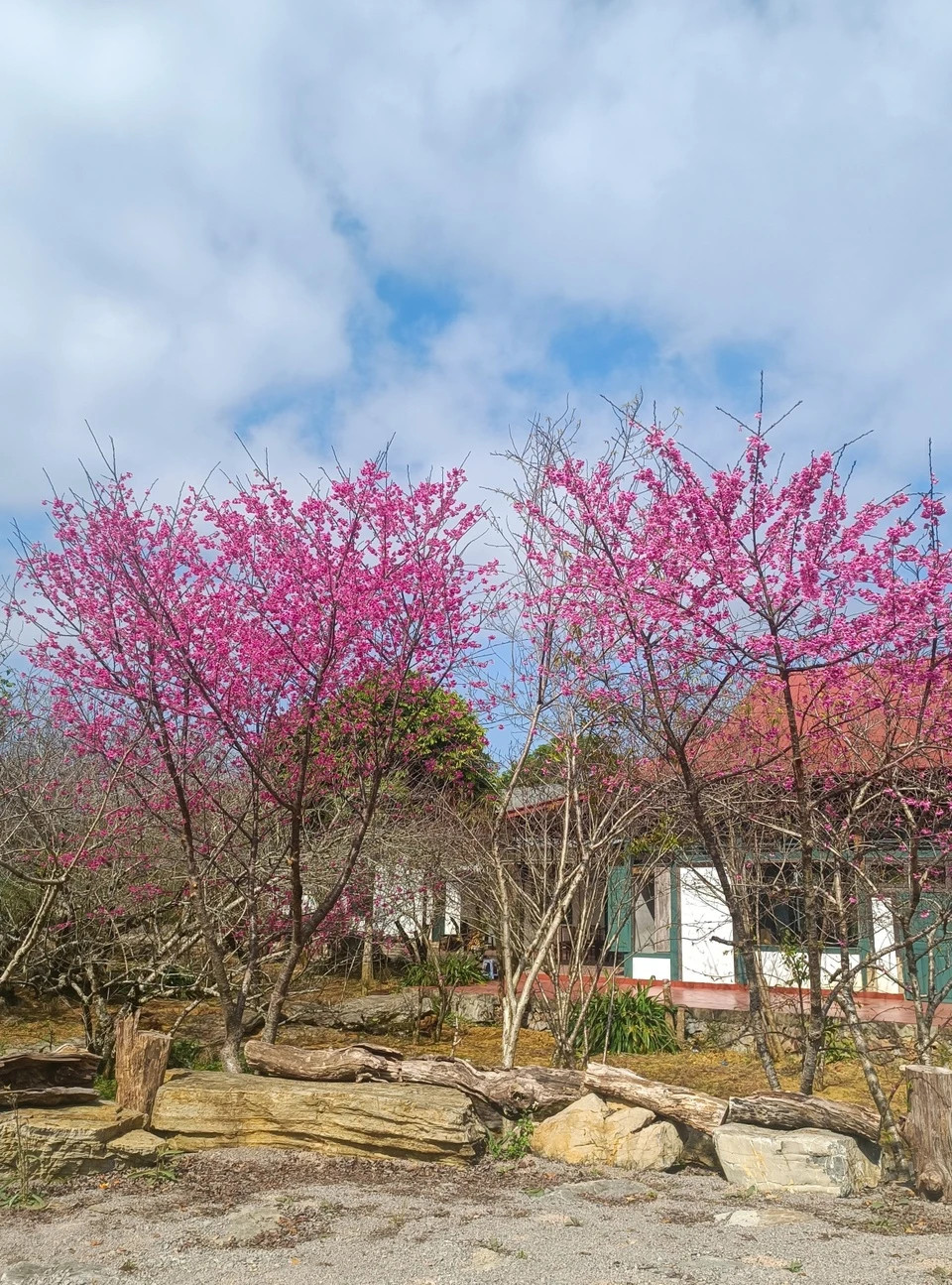 Hoa anh đào được trồng nhiều tại các khu vực đồi núi cao như: Sapa (Lào Cai), Mộc Châu (Sơn La), Măng Đen (Kon Tum), Đà Lạt...