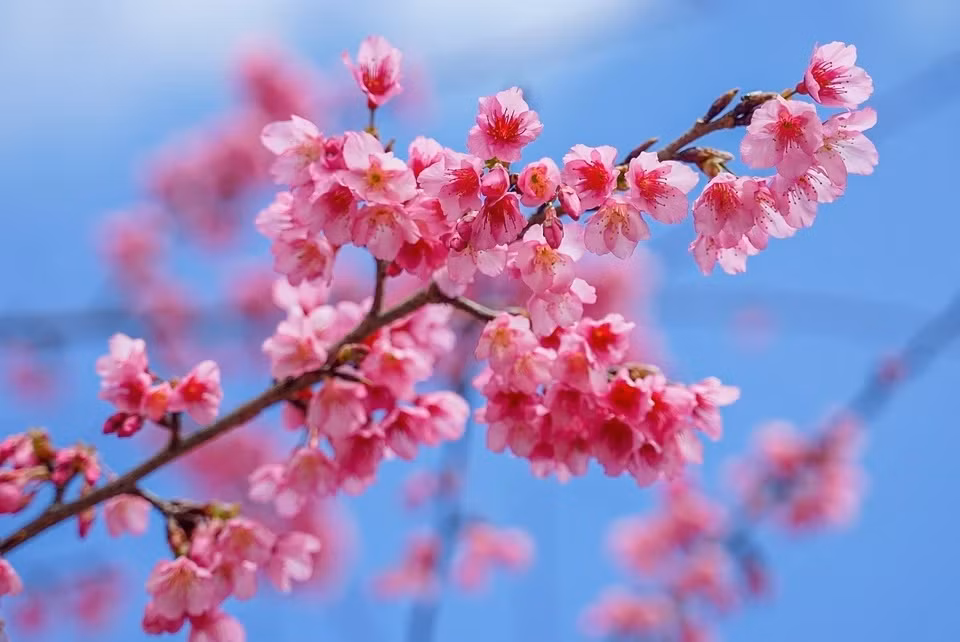 Vẻ đẹp của hoa anh đào tại Mộc Châu (Sơn La).