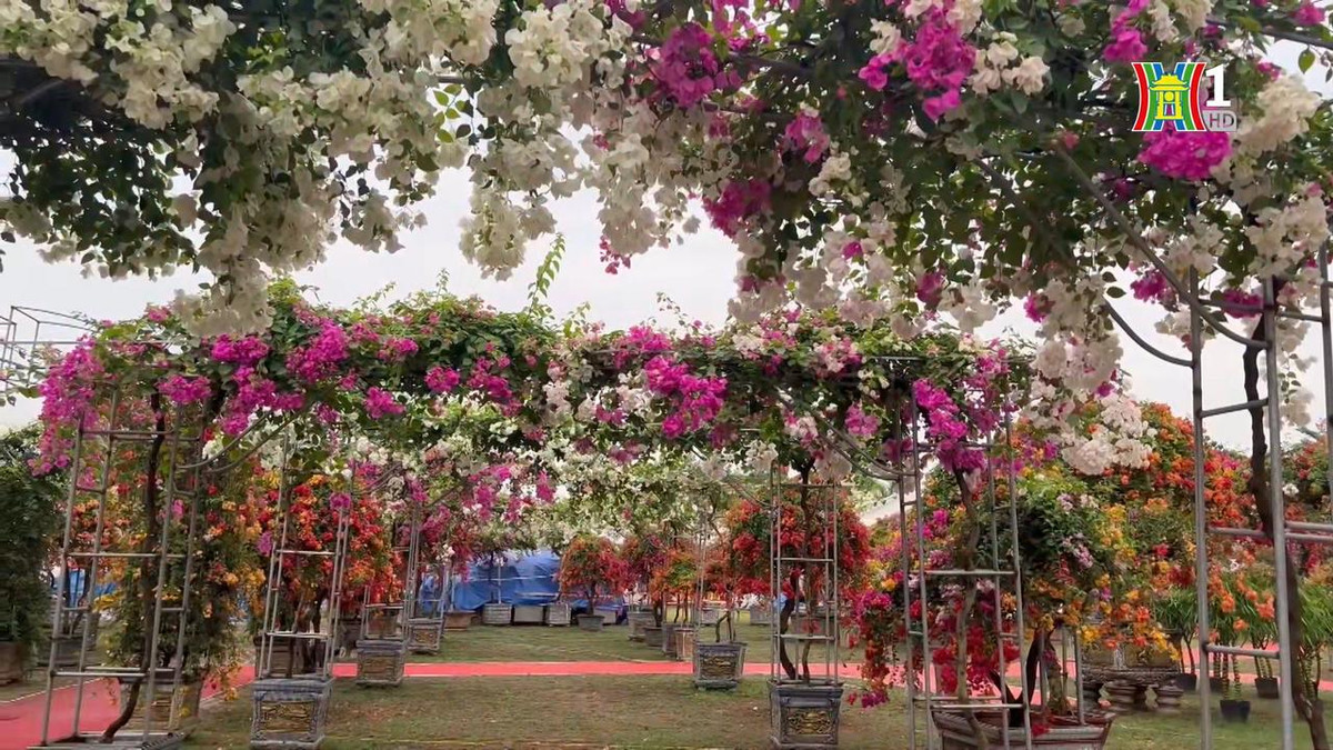 Me man ngam sac mau hoa giay o lang Phu Dong-Hinh-2