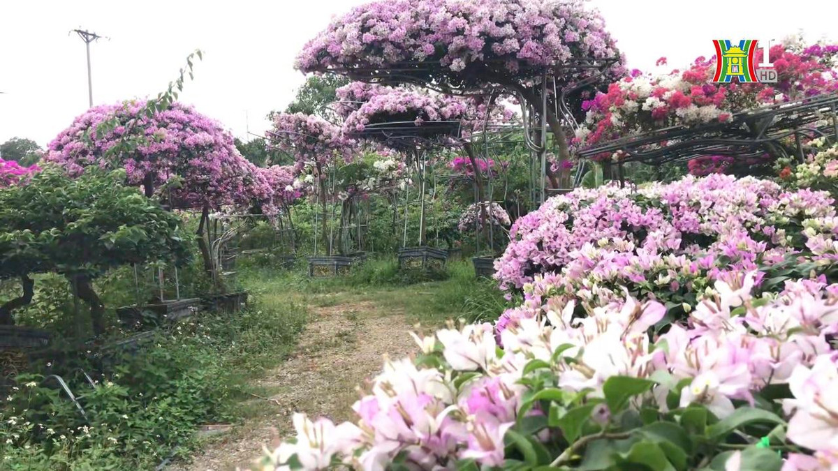 Me man ngam sac mau hoa giay o lang Phu Dong