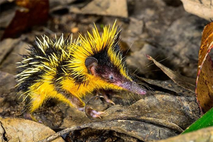 Nhím sọc vằn vện (The lowland streaked tenrec). Loài nhím này nhìn khá là dễ thương, được tìm thấy ở Madagascar, châu Phi. Nó được bảo vệ trong lớp gai nhỏ bé và nó được xem là loài động vật có vú duy nhất hiện nay có thể tạo ra âm thanh stridulation. Thông thường, chỉ có côn trùng và rắn làm được điều đó.