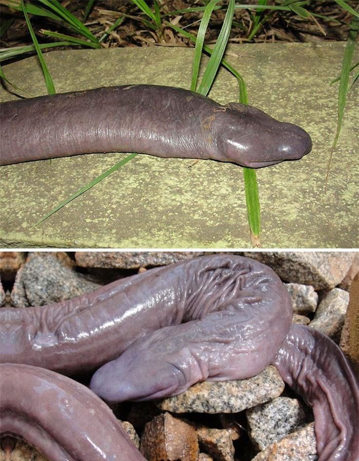 Rắn dương vật (Penis snake). So với những con vật vừa nêu trên thì loài này nhìn không "dễ thương" cho lắm. Chúng được tìm thấy trong rừng Amazon và không có mắt, còn được gọi là "rắn mù". Các nhà sinh vật học xác định, đây là một loài sinh vật hiếm gặp. Chúng thực ra có họ hàng gần gũi với kỳ giông và ếch, dù vẻ ngoài trông không hề tương đồng. Mặc dù không phải rắn nhưng do ngoại hình kỳ quặc này mà nó vẫn thường được gọi với cái tên "rắn dương vật".