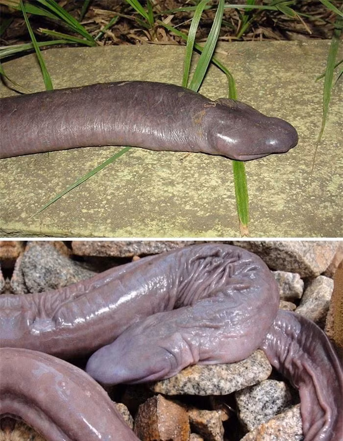 Rắn dương vật (Penis snake). So với những con vật vừa nêu trên thì loài này nhìn không "dễ thương" cho lắm. Chúng được tìm thấy trong rừng Amazon và không có mắt, còn được gọi là "rắn mù". Các nhà sinh vật học xác định, đây là một loài sinh vật hiếm gặp. Chúng thực ra có họ hàng gần gũi với kỳ giông và ếch, dù vẻ ngoài trông không hề tương đồng. Mặc dù không phải rắn nhưng do ngoại hình kỳ quặc này mà nó vẫn thường được gọi với cái tên "rắn dương vật".