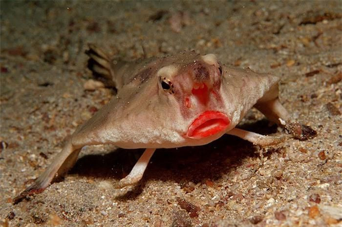 Cá dơi môi đỏ (Red-lipped batfish). Cá dơi môi đỏ là một loài cá sinh sống ở các vùng biển nhiệt đới, trong đó nhiều nhất ở đảo Galapagos, Ecuador. Chúng có vây được chúng sử dụng như chân. Thức ăn của chúng là những con cá, tôm, giáp xác. Chúng có đôi môi đỏ có thể được cá dơi sử dụng để thu hút bạn tình, hoặc làm vũ khí thu hút con mồi.
