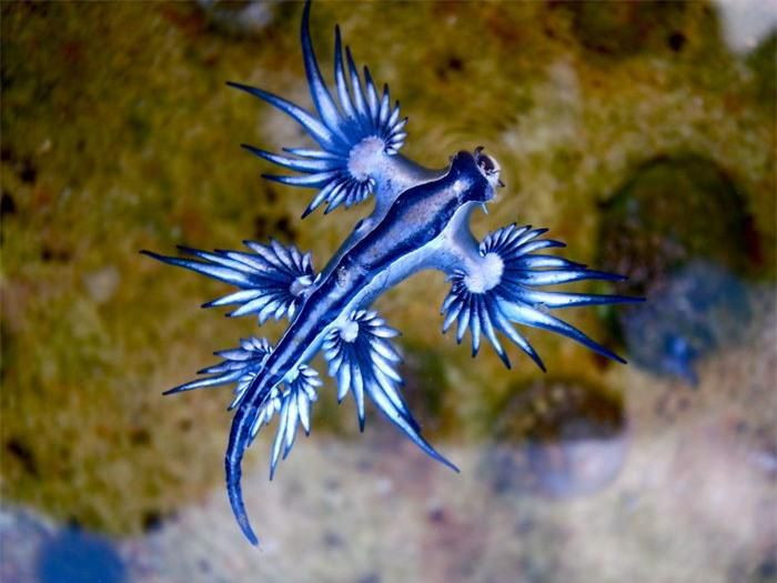 Sên biển xanh (Glaucus atlanticus). Glaucus atlanticus (thường được biết tới như thiên thần xanh (blue angel), rồng xanh (blue dragon), sên biển xanh) là một loài sên biển kích thước nhỏ trong họ Glaucidae. Trong tự nhiên, Glaucus atlanticus có thể dài tới 3cm.Loài thân mềm này sống ngoài biển, xuất hiện khắp các đại dương trên thế giới, tại vùng biển ôn đới và nhiệt đới. Khu vực mà loài sên này được tìm thấy bao gồm bờ biển phía đông và nam của Nam Phi, vùng biển châu Âu, bờ biển phía đông của Úc và Mozambique.