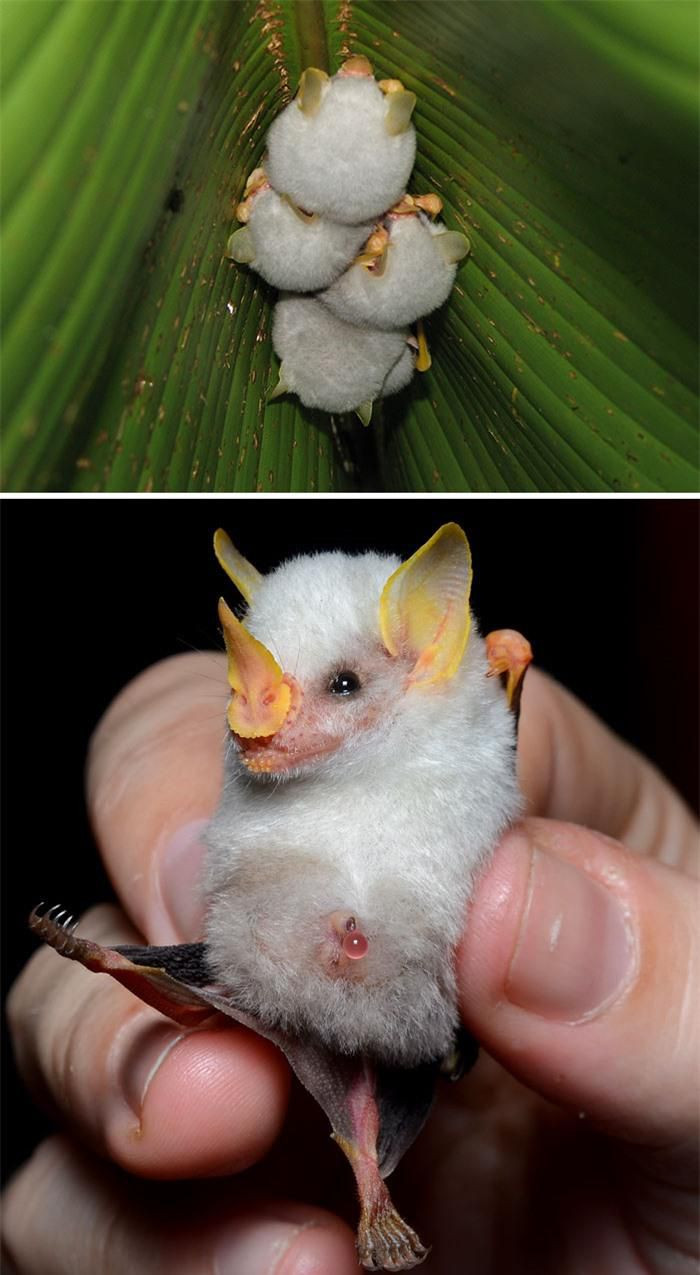 Dơi trắng Honduras (Honduran white bat). Giống dơi dễ thương này có bộ màu trắng nổi bật và chiếc mũi vàng hình chiếc lá. Chúngkhá nhỏ, chỉ dài 3,7 đến 4,7cm. Dơi trắng Honduras được tìm thấy ở Honduras, Nicaragua, Costa Rica và miền tây Panama ở độ cao 700m trên mặt nước biển, thức ăn của chúng là trái cây.