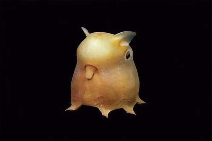 Bạch tuộc Dumbo (Dumbo octopus). Bạch tuộc Dumbo được biết đến với chiếc đầu có hình thù kỳ lạ, với vây nhô ra trên đầu giống như tai của chú voi biết bay Dumbo trong bộ phim hoạt hình cùng tên của Walt Disney năm 1941.