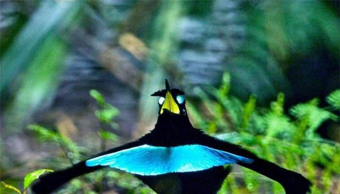 Chính bởi vậy, chim thiên đường trống có ngoại hình đặc biệt ấn tượng để ve vãn bạn tình,dùng những điệu nhảy như xòe cánh, múa đuôi để thu hút con mái. Còn chim mái chỉ có màu lông nâu đỏ, ngoại hình bình thường hơn.