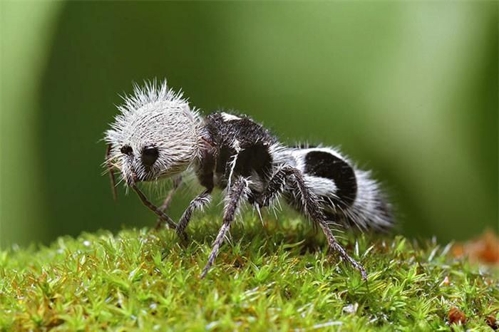 Kiến gấu trúc (Panda ant). Mặc dù được gọi là "kiến" và ngoại hình cũng giống kiến, nhưng con vật này thực chấtlà loài ong bắp cày không cánh. Chúng được tìm thấy ở Chile, những con cáicó lông dày nhưng không có cánh, ngoại hình gần giống loài kiến lông. Mặc dù có bề ngoài khá dễ thương,nhưng nọc độc của chúng có thể gây sưng tấy vài ngày. Tuổi thọ của kiến gấu trúc có thể lên tới 2 năm.