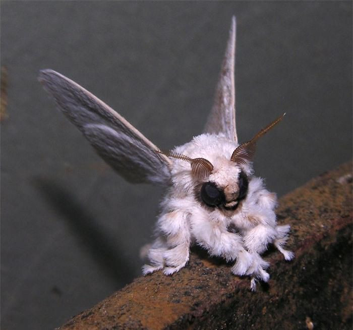 Ngài lông xùVenezuela (Venezuela poodle moth). Chỉmơíđược phát hiện vào năm 2009 nhờ bức ảnh chụp của tiến sĩArthur Anker. Chúng được tìm thấy ở Venezuela và người ta vẫn chưa biết nhiều về chúng. Loài động vật này cóđôi mắt đen lớn lồi ra, bộ lông dài và khá mượt. Ngoại hình đáng yêu kỳ lạ của nó khiến nhiều người nghĩ đây chỉ là bức ảnh được chỉnh sửa bởi Photoshop.