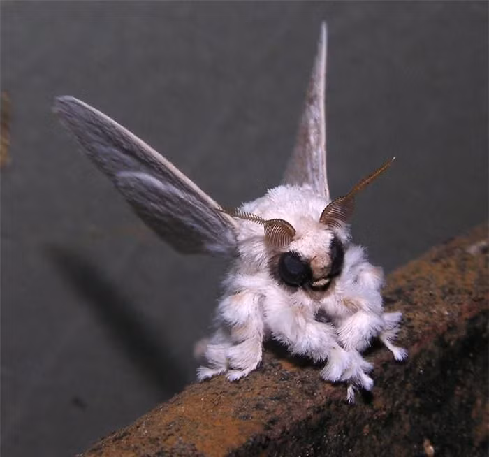 Ngài lông xùVenezuela (Venezuela poodle moth). Chỉmơíđược phát hiện vào năm 2009 nhờ bức ảnh chụp của tiến sĩArthur Anker. Chúng được tìm thấy ở Venezuela và người ta vẫn chưa biết nhiều về chúng. Loài động vật này cóđôi mắt đen lớn lồi ra, bộ lông dài và khá mượt. Ngoại hình đáng yêu kỳ lạ của nó khiến nhiều người nghĩ đây chỉ là bức ảnh được chỉnh sửa bởi Photoshop.