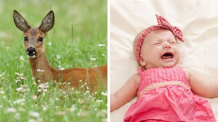 4. Khi nghe tiếng trẻ con khóc, con nai cái sẽ chạy đi cầu cứu theo bản năng. Lý do là tiếng khóc của trẻ con có chung dải tần số với tiếng khóc của nai con. Điều tương tự cũng xảy ra với các loài động vật có vú, trong đó có con người. Khi nghe tiếng khóc của trẻ con, mèo con, chó con, một phần bộ não chúng ta chịu trách nhiệm phản hồi tiếng khóc khiến chúng ta có xu hướng bảo vệ con nhỏ.