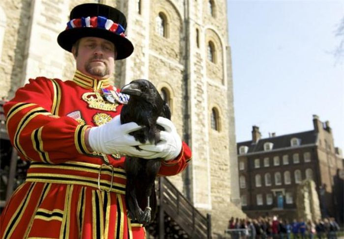 10. Trong Tháp London có một công việc toàn thời gian là chăm sóc quạ với tên gọi Ravenmaster. Những con quạ ở Tháp London có ý nghĩa đặc biệt với đảo Anh. Không ai biết những con quạ đó đến từ bao giờ. Nhưng truyền thuyết cho rằng nếu chúng rời đi thì ngai vàng và nước Anh sẽ sụp đổ. Do đó, Charles đệ nhị đã quyết định ở đây phải có ít nhất 6 con quạ sinh sống. Công việc của các Ravenmaster thường là làm sạch lồng chim, cho chúng ăn với mức lương 31.900 USD / năm (745 triệu đồng).