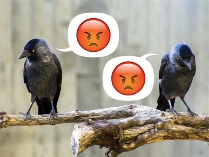 6. Loài quạ công bằng hơn cả con người. Quạ là một trong số hiếm những loài chim cho thấy những hành vi và khả năng hợp tác phức tạp mà trước đây chỉ thấy trong một số ít các loài động vật có vú. Tuy nhiên, sự hợp tác chỉ thành công nếu hai cá thể trong cùng một cặp đặt niềm tin tuyệt đối vào nhau. Những con quạ có hành vi gian lận, cố ý tìm cách lấy về nhiều hơn phần đáng lẽ ra không thuộc về mình sẽ bị con còn lại hoặc cả đàn xa lánh.