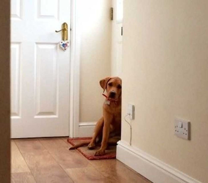 Hầu hết mọi vật nuôi ở Thụy Điển đều được mua bảo hiểm và đi đăng ký. Có rất ít vật nuôi vô gia cư ở Thụy Điển, nhận vật nuôi là một bước quan trọng. Vì vậy những người chủ tương lai phải có trách nhiệm về việc này và họ thường mua bảo hiểm cho vật nuôi của mình vì các phòng khám thú y tại quốc gia này rất đắt.