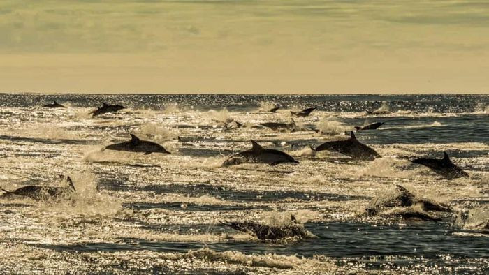 Thỉnh thoảng có những tốp cá heo nhập chung với nhau và tạo thành một nhóm lớn gồm hơn 1.000 cá thể.