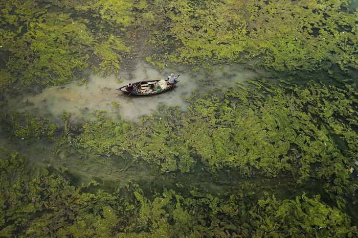 Bức ảnh "Green Barrier" của nhiếp ảnh gia Sandipani Chattopadhyay chiến thắng hạng mục "Nước và An ninh". Bức ảnh miêu tả hiện tượng tảo nở hoa trên sông Dmodar ở West Bengal, Ấn Độ do gió mùa và hạn hán bất thường gây ra. Tảo nở hoa ngăn cản ánh sáng Mặt Trời chiếu xuống lòng sông, giảm khả năng hấp thụ khí oxy của các loài thủy sinh, ảnh hưởng tới sức khỏe con người và môi trường sống cả khu vực. Ảnh: Sandipani Chattopadhyay.